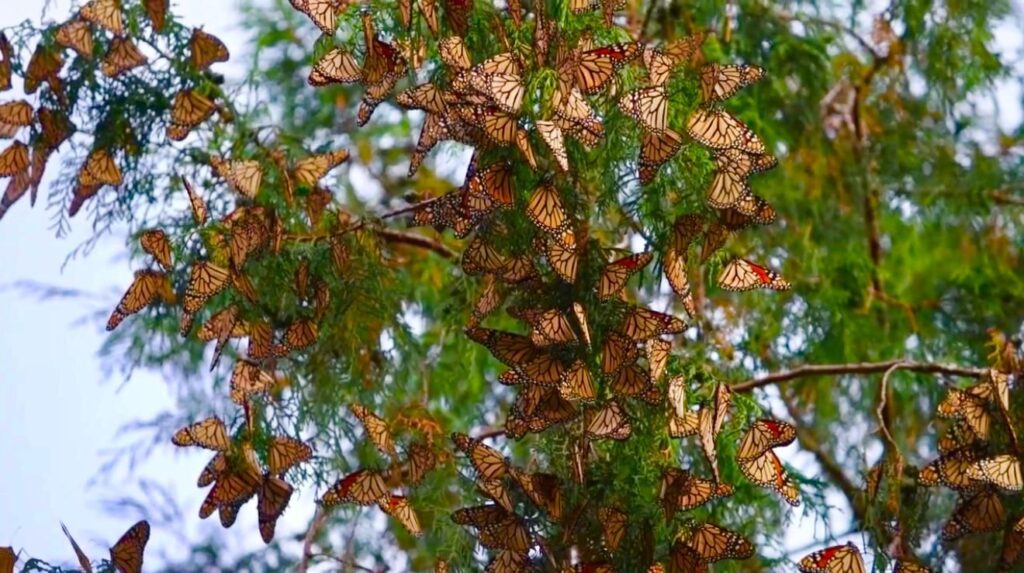 Impulsa Gobierno de Tamaulipas conservación de la ruta migratoria de la mariposa monarca